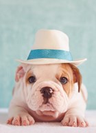 hond met hoed op